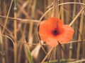 Common poppy Papaver rhoeas blooming in field Royalty Free Stock Photo