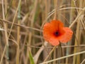 Common poppy Papaver rhoeas blooming in field Royalty Free Stock Photo