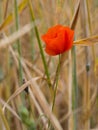 Common poppy Papaver rhoeas blooming in field Royalty Free Stock Photo