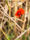 Common poppy Papaver rhoeas blooming in field Royalty Free Stock Photo