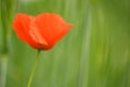 Common poppy (Papaver rhoeas) Royalty Free Stock Photo