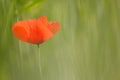 Common poppy (Papaver rhoeas) Royalty Free Stock Photo