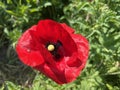 Common poppy (Papaver rhoeas), Corn poppy, Corn rose, Field poppy, Flanders poppy, Der Klatschmohn, Mohnblume