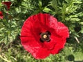 Common poppy (Papaver rhoeas), Corn poppy, Corn rose, Field poppy, Flanders poppy, Der Klatschmohn, Mohnblume