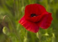 Common Poppy - Papaver rhoeas