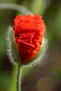 Common poppy Papaver rhoeas Royalty Free Stock Photo