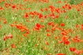 Common Poppy - Papaver rhoeas, Wiltshire, England, UK Royalty Free Stock Photo