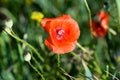 common poppy, red flowers closeup selective focus Royalty Free Stock Photo