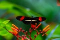 Common postman butterfly resting on a flower with open wings Royalty Free Stock Photo