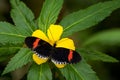 Common Postman - Heliconius melpomene, beautiful colored brushfoot butterfly