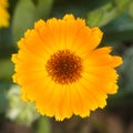 Common or Pot Marigold, Calendula officinalis, flower macro with soft edges, selective focus, shallow DOF Royalty Free Stock Photo