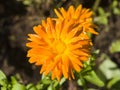 Common or Pot Marigold, Calendula officinalis, flower macro with soft edges, selective focus, shallow DOF Royalty Free Stock Photo