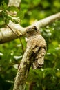 Common Potoo, Nyctibius griseus, on dead branch in tree, Trinidad, tropical forest, camouflaged bird with big yellow eyes Royalty Free Stock Photo