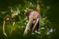 Common Potoo, Nyctibius griseus, hidden on the tree trunk, wildlife from Asa Wright Nature Centre on Trinidad Royalty Free Stock Photo