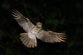 Common Potoo, Nyctibius griseus, nocturnal tropic bird in flight with open wings, night action scene, animal in the dark nature ha