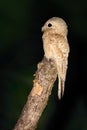 Common Potoo, Nyctibius griseus, nocturnal tropic bird in flight with open wings, night action scene, animal in the dark nature ha Royalty Free Stock Photo