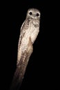 Common Potoo, Nyctibius griseus, nocturnal tropic bird in flight with open wings, night action scene, animal in the dark nature ha