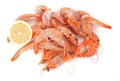 Common prawn