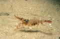 Common Prawn, palaemon serratus