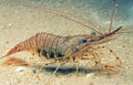 Common Prawn, palaemon serratus Royalty Free Stock Photo