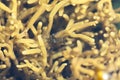 Common prawn, Palaemon serratus, on algae in a rock pool Royalty Free Stock Photo