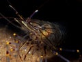 Common prawn, Palaemon serratus Royalty Free Stock Photo