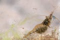 Common prawn, Palaemon serratus Royalty Free Stock Photo