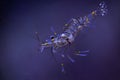Common prawn (Palaemon serratus). Royalty Free Stock Photo