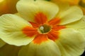 Common primrose in boom closeup Royalty Free Stock Photo