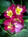 Common Primrose, A cluster of Red flowers.