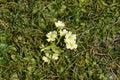 Common primrose