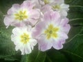 Common Primrose, pinky white flowers.