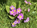 The common primrose Primula vulgaris