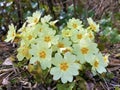 The common primrose Primula vulgaris, Die StÃÂ¤ngellose SchlÃÂ¼sselblume or Die Staengellose Schluesselblume