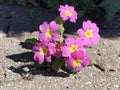 The common primrose Primula vulgaris, Die StÃÂ¤ngellose SchlÃÂ¼sselblume or Die Staengellose Schluesselblume