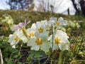 The common primrose Primula vulgaris