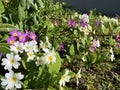 The common primrose Primula vulgaris, Die StÃÂ¤ngellose SchlÃÂ¼sselblume or Die Staengellose Schluesselblume