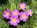 The common primrose Primula vulgaris, Die StÃÂ¤ngellose SchlÃÂ¼sselblume or Die Staengellose Schluesselblume