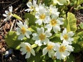 The common primrose Primula vulgaris, Die StÃÂ¤ngellose SchlÃÂ¼sselblume or Die Staengellose Schluesselblume