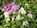 The common primrose Primula vulgaris, Die StÃÂ¤ngellose SchlÃÂ¼sselblume or Die Staengellose Schluesselblume