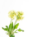 Common primrose, Primula vulgaris, front view, on white background