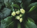 Beautiful butter cream color primrose buds about to blossoming.