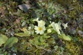 Common primrose