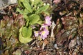 Common primrose