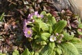 Common primrose