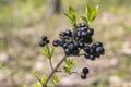 Common Privet berries in the forest Royalty Free Stock Photo