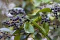 Common Privet Berries - Ligustrum vulgare Royalty Free Stock Photo