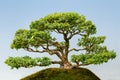 Common Privet bonsai Royalty Free Stock Photo