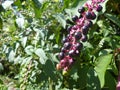 Common Privet Ligustrum vulgare berries in autumn