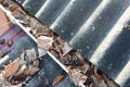 Common problem caused by clogged gutters with autumn leaves. Unclog gutters and clean downspouts. House asbestos roof and rain
